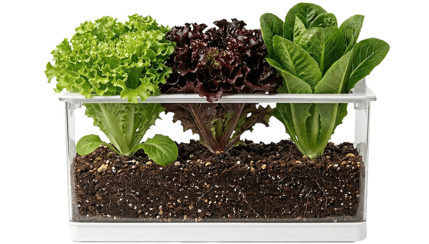 Agrotunes controlled growing visual